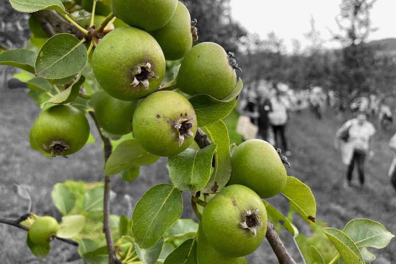 Manufaktur Jörg Geiger alkoholfreie Getränkeinnovationen